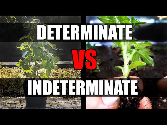 Determinate vs Indeterminate Tomatoes - Garden Quickie Episode 156