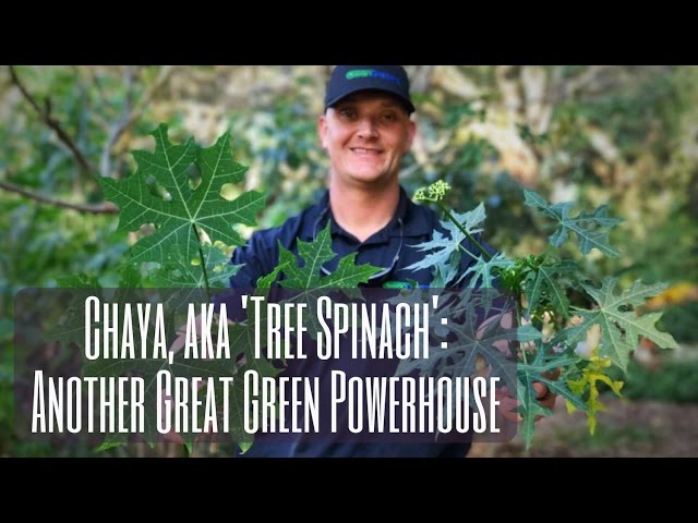Growing Chaya: TREE SPINACH - Another Great Green Powerhouse!