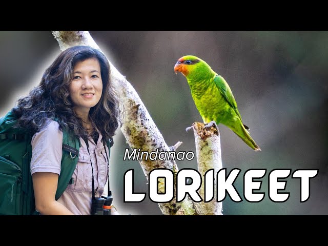 #BirdsofthePhilippines: Mindanao Lorikeet (𝘚𝘢𝘶𝘥𝘢𝘳𝘦𝘰𝘴 𝘫𝘰𝘩𝘯𝘴𝘵𝘰𝘯𝘪𝘢𝘦)