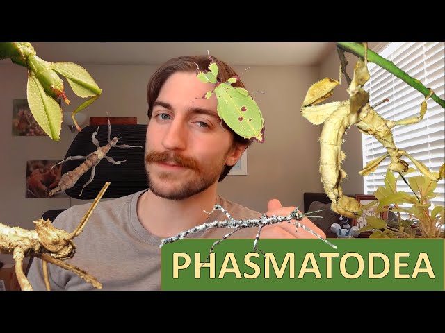 Phasmatodea: Stick and Leaf Insects - Order Spotlight