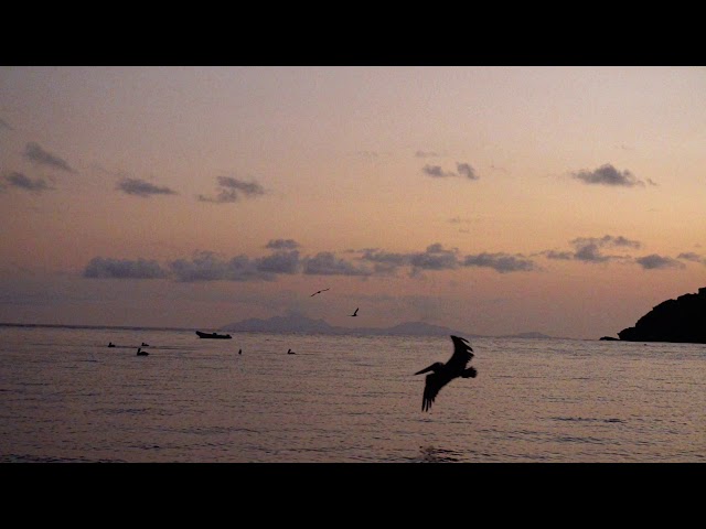 Pelicans at Sunset, Antigua