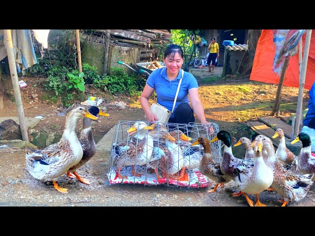 TU sells the first batch of ducks. Harvest papaya and forest leaves for livestock. Peaceful day