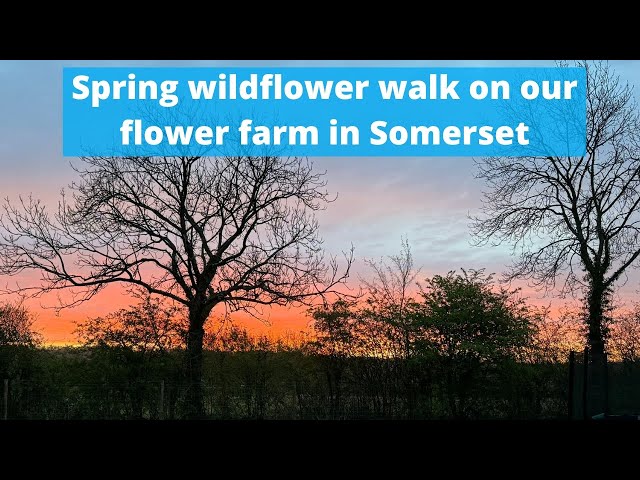 A walk on the wild side here at Common Farm Flowers - wildflowers give reassurance and perspective