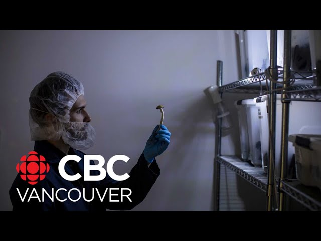 Demand for therapy involving magic mushrooms growing in Canada