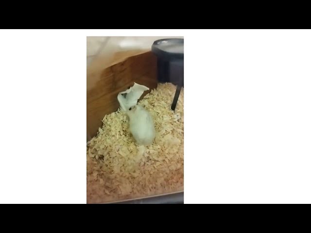 FUNNY HAMSTER 🐹 #funnyvideo #shorts #animals #humster #smile