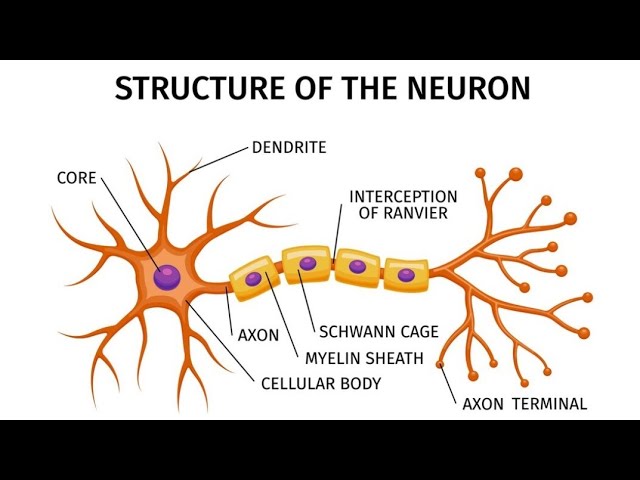 structure of neuron