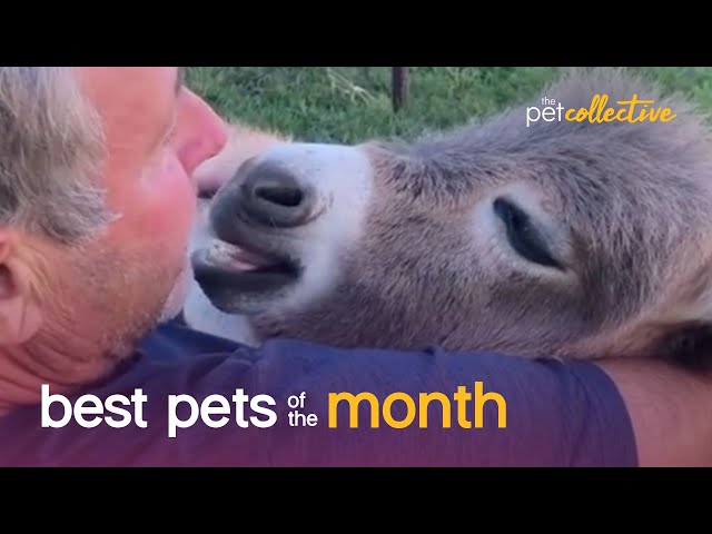 Best Pets of the Month (August 2020) | The Pet Collective