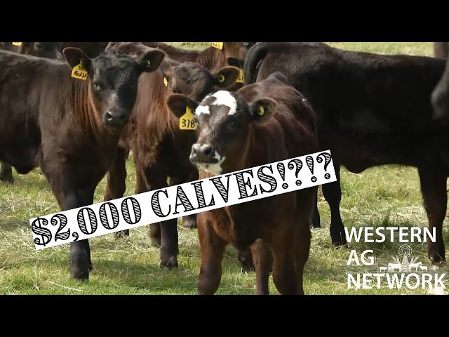 Feeder Cattle Prices Surge in 2024