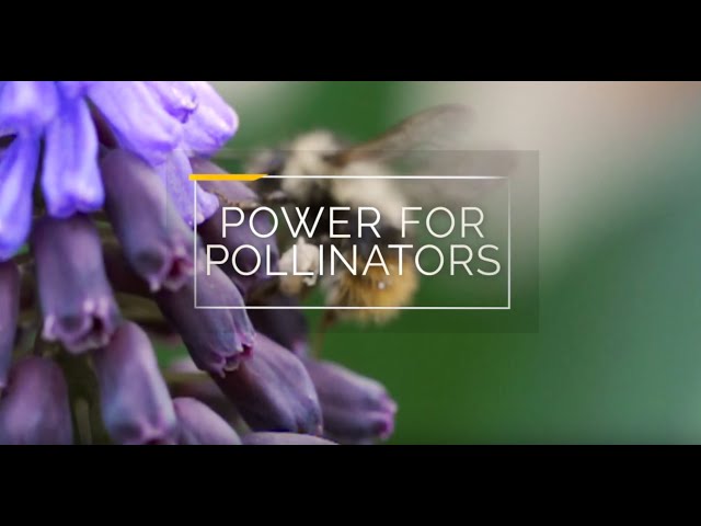 Power For Pollinators