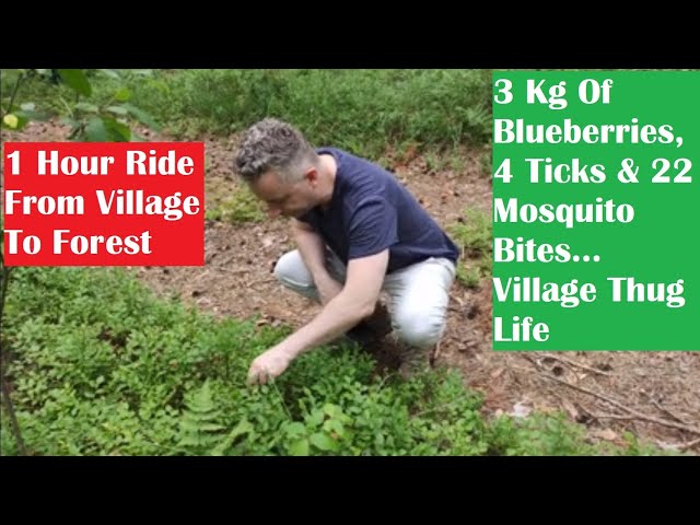 Picking Wild Blueberries - Belarus Forrest