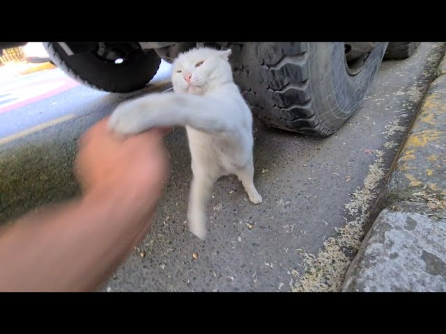 Angry White Cat slaps anything that comes close to it.