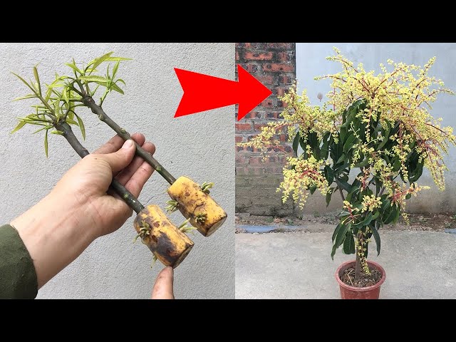 SYNTHESIS OF SUPER UNIQUE TECHNIQUES, propagating mango trees in super simple ways