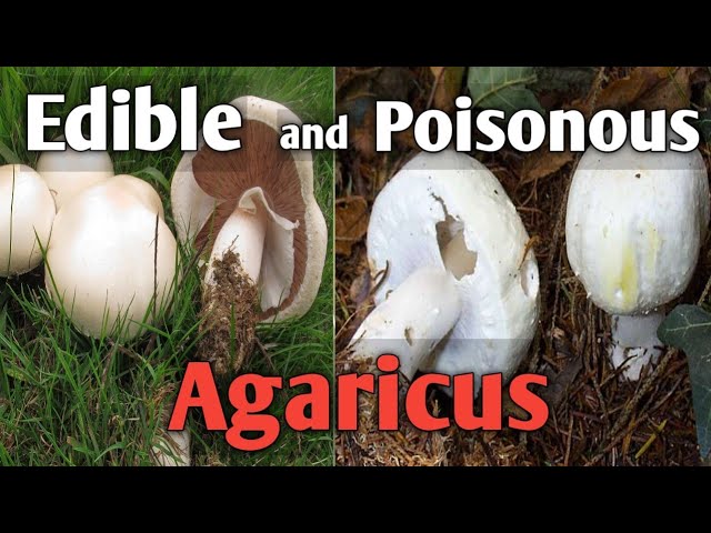 How to tell an edible agaricus mushroom from a poisonous one