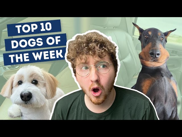 This Dog Doesn't Look Real | Top 10 Dogs of the Week!
