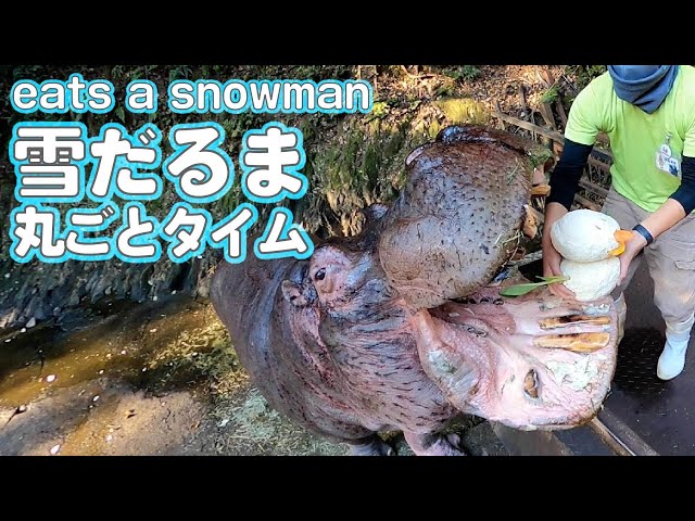 Hippo eats a snowman
