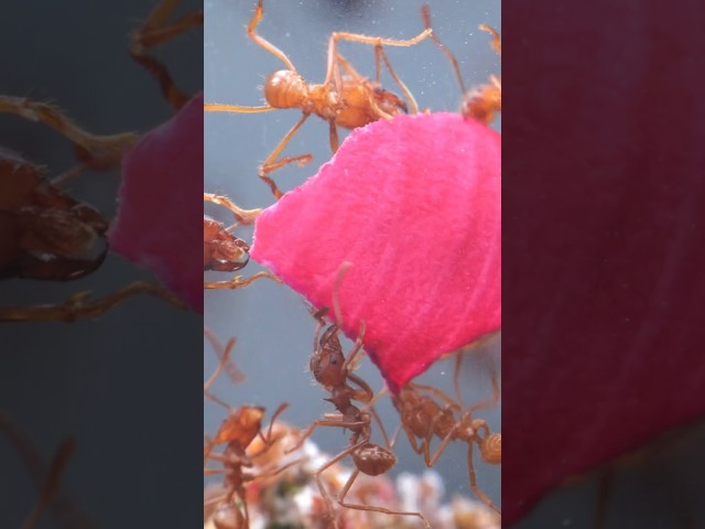 Why I gave my ants a rose to eat