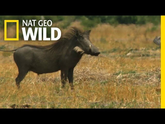 One Tough Warthog | Deadly Instincts
