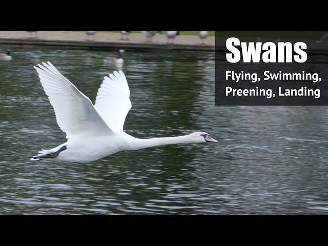 Swans On The River Thames