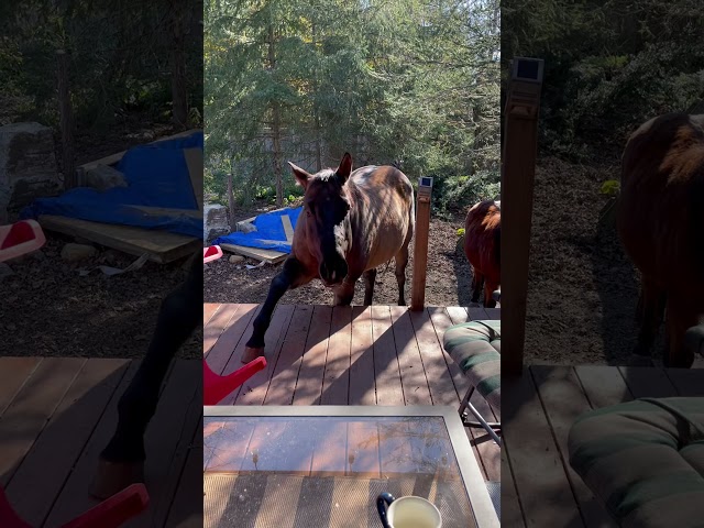 Horse, Sven, was thinking about jumping up on the deck. No big boy…