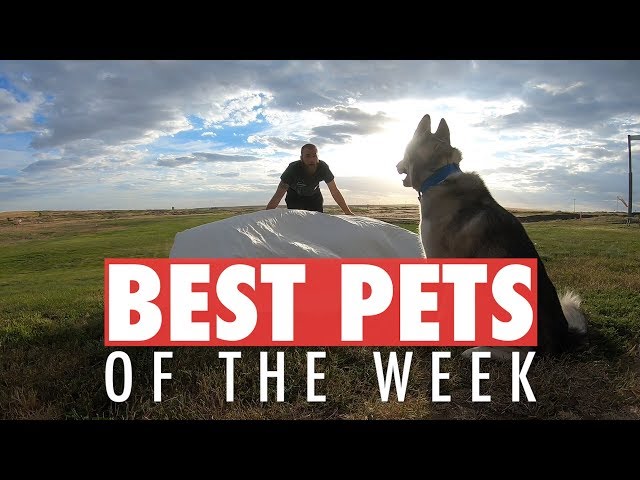 Best Pets of the Week | July 2018 Week 2