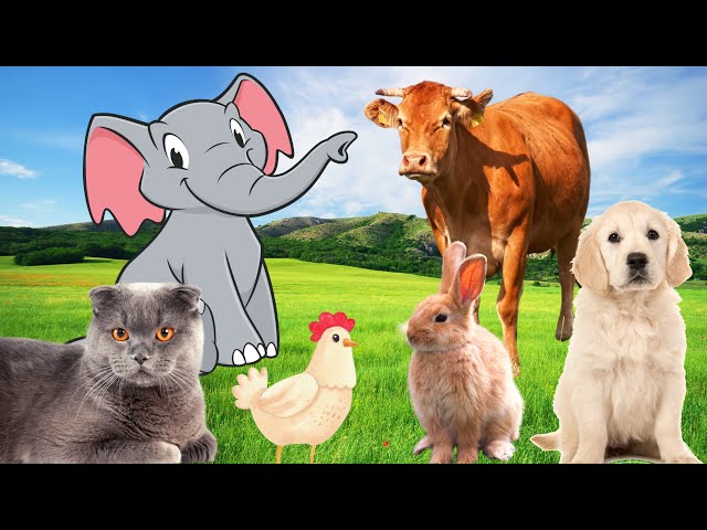 Familiar Animals - Cow, Elephant, Rabbit, Buffalo, Chicken - Animal Sounds