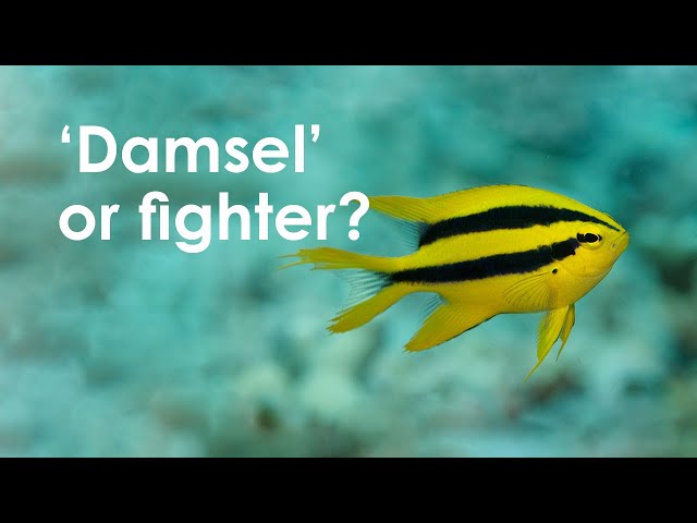 Golden Damselfish - Meet the Locals [Great Barrier Reef]