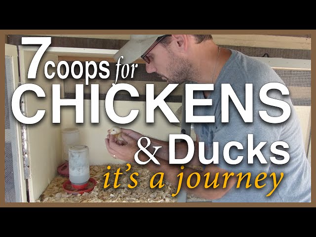 Managing Chickens & Ducks: A New Brooder, Playhouse, Tractor and more...