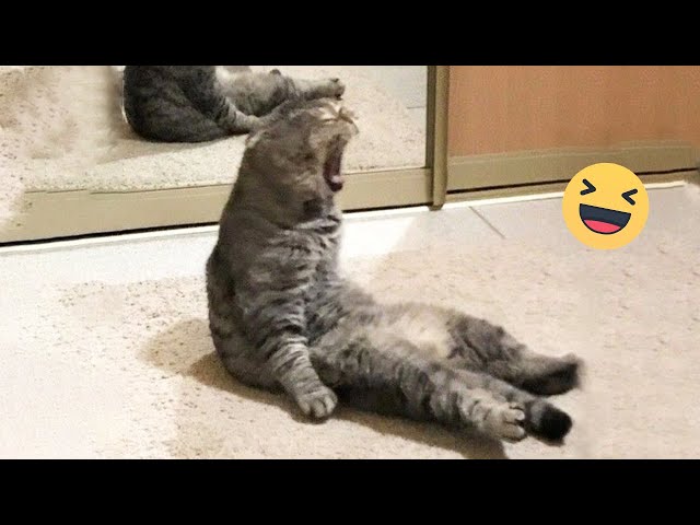 Funniest Cats 2024 🤣 Best Funny Cats Videos Of The week 😻07