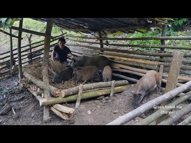 Make winter beds for wild boars to shelter, Survival Instinct, Wilderness Alone (ep103)