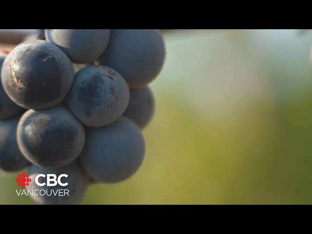 B.C. wine raises funds for sick kids