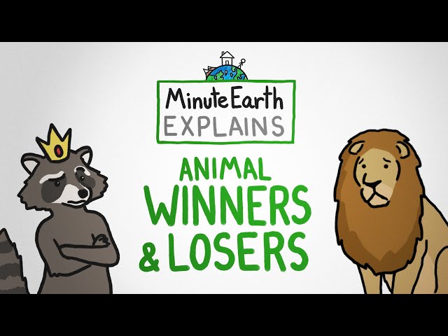 MinuteEarth Explains: Animal Winners and Losers