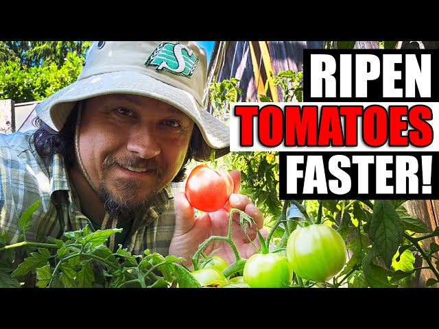 5 Ways To Ripen Tomatoes Faster On The Vine