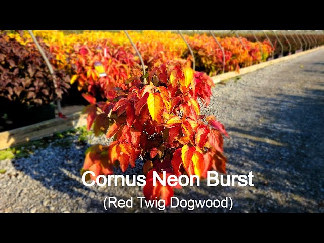 Cornus Neon Burst™ (Red Stem Dogwood) // Superb, Hardy,⭐ Easy to Grow Shrub With Multi-season Color!