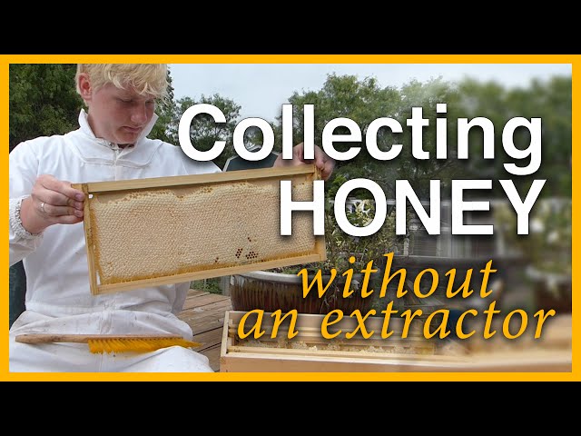 Beginning Beekeeping: Collecting Honey Without Extractor - GSB S1 E4
