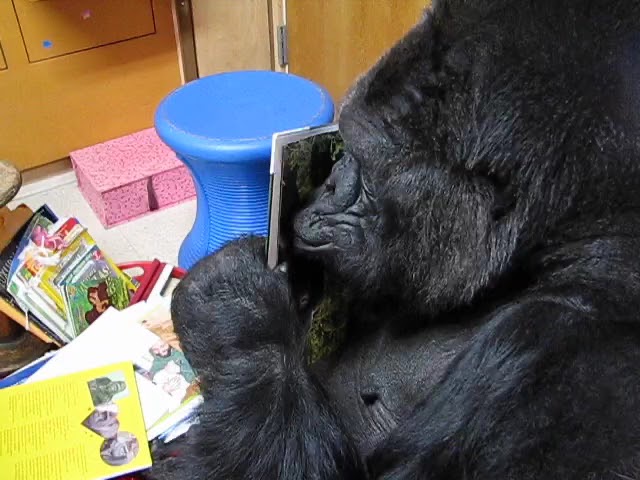 Koko Comments On Her Gorillas Book