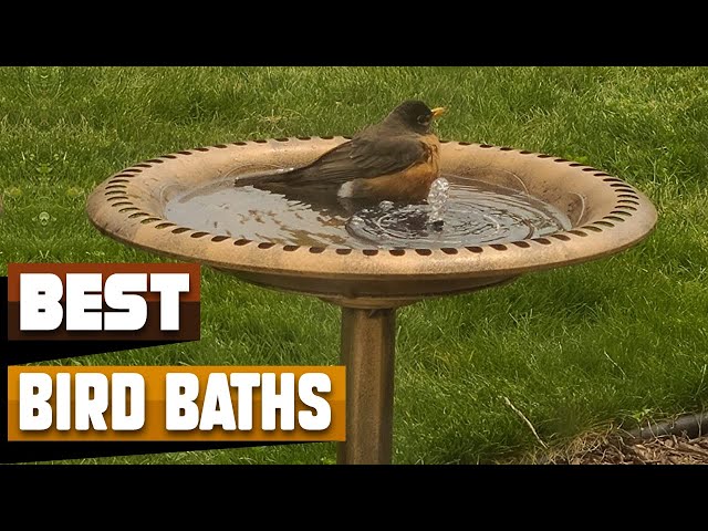 Best Bird Bath In 2024 - Top 10 Bird Baths Review