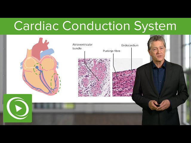 Cardiac Conduction System  – Histology | Lecturio