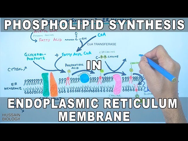 Phospholipid Synthesis in Endoplasmic Reticulum Membrane