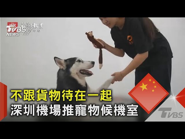 超貼心!深圳機場推出首座寵物候機室 貓狗分離.還控制溫濕度｜TVBS新聞