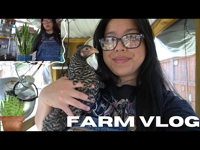 FARM VLOG: Chickens ,Snakes Plants and Coffee!