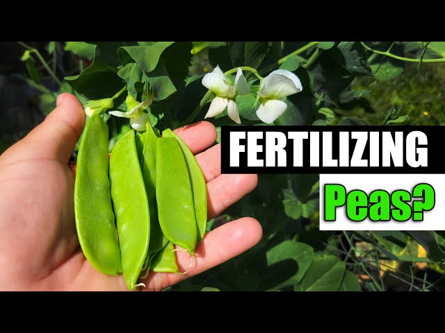 Fertilizing And Feeding Peas - Garden Quickie Episode 81