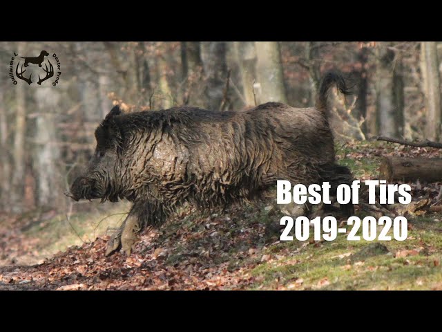 BEST OF WILDLIFE SHOOTING 2019 - 2020 - DexterProd@