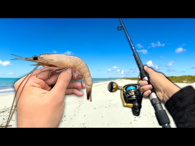 Fishing w/ JUMBO Shrimp.. Eating Whatever I Catch (Catch and Cook)