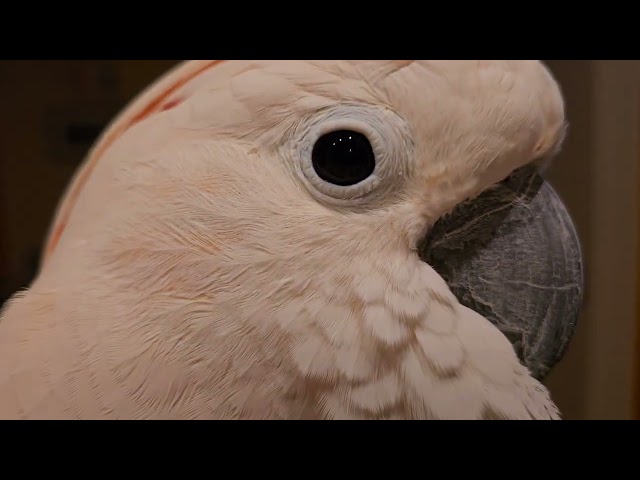 A Cockatoo At 5:44 am. On A Friday !!!