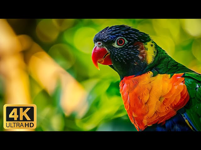 The Most Beautiful Birds in the World - Birds of Rainforest - Tranquility Film 4K UHD (Part 2)