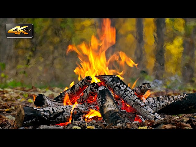 Super Natural Autumn Campfire 🍂 Real Sounds & Falling Leaves