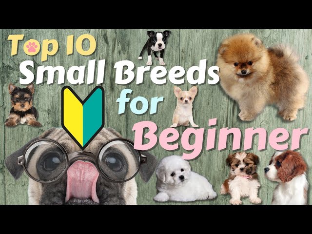 😍Top 10 Small Dog Breeds For First-time Owners🐶