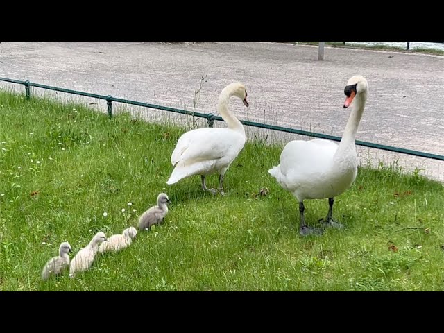 🇩🇪 Düsseldorf 💫 Reality film 🦢💦 Hofgarten 💫 Swan family 13 💫 12th day of life 💫 15.05.2024