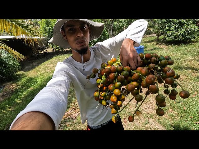Picking Peewah in Trinidad‼️🇹🇹
