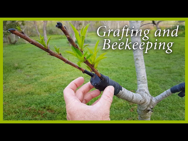 Fruit Tree Grafting and Beekeeping Updates: Good News!